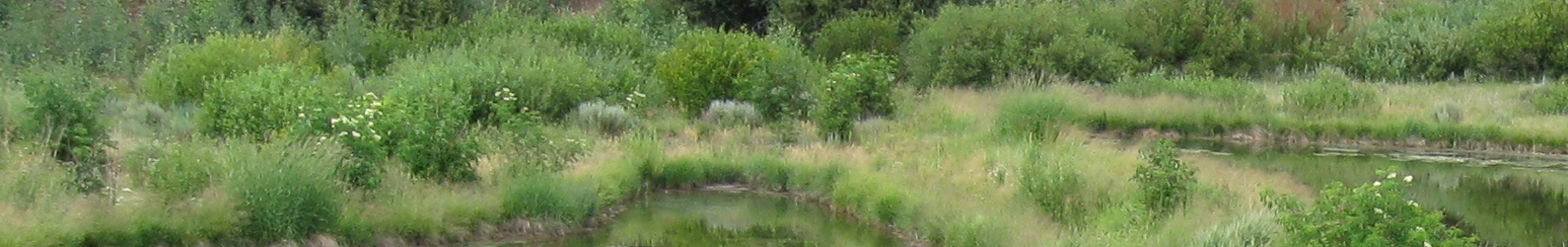 mitigation wetland