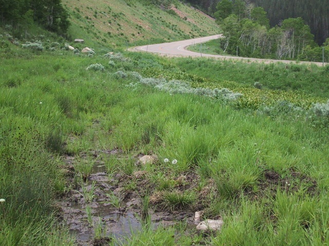 wetland at wolf creek Utah